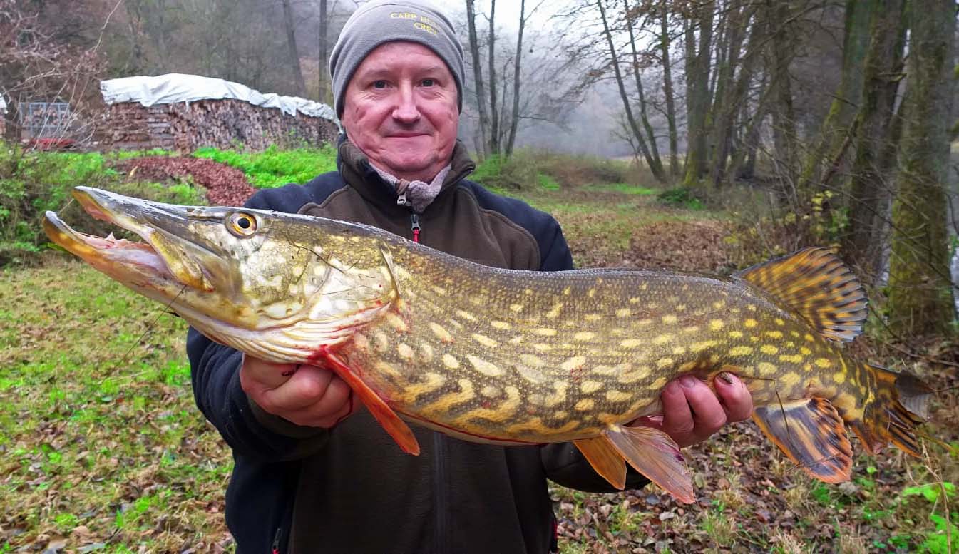 Christian Seigfried Hecht 88 cm 13 Pfund Schwarze Laaber